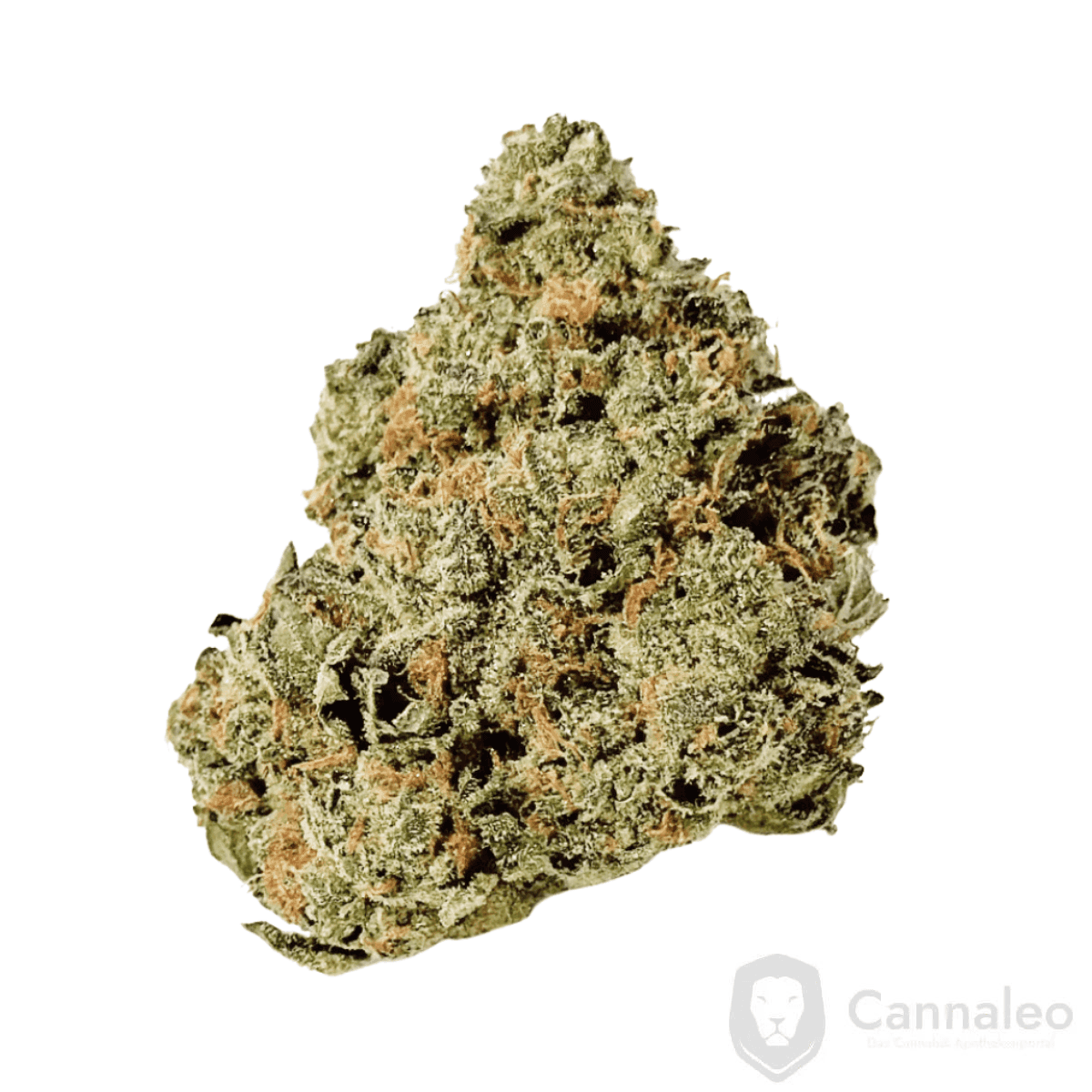 barongo-26-1-dr-gastro-pop